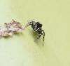 Salticus zebraneus